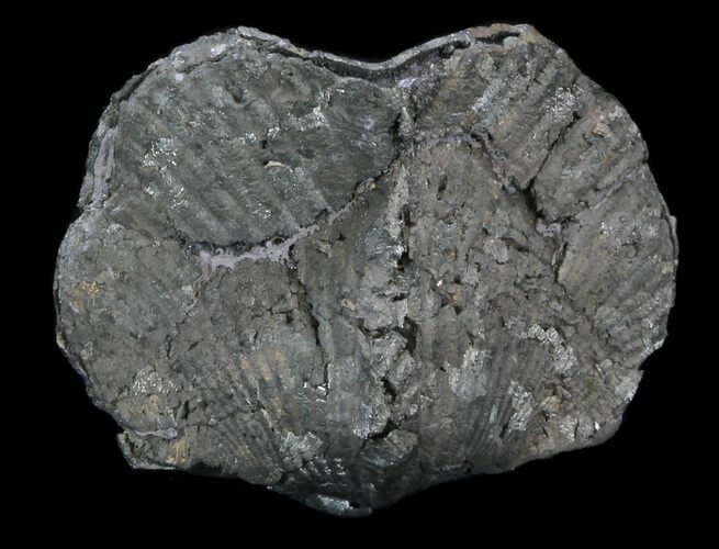 Nice Pyrite Replaced Brachiopod (Paraspirifer) - Ohio #34185
